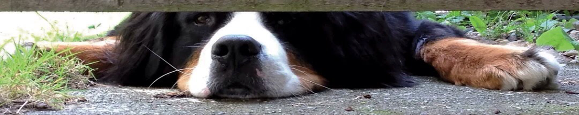 Weatherby Walter Wharton watching... an image of an adorable Bernese mountain dog laying down, peering out from beneath a wooden fence gate at his world outside